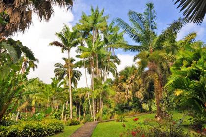 Maison d'une chambre avec jardin clos et wifi a Le Gosier - image 11