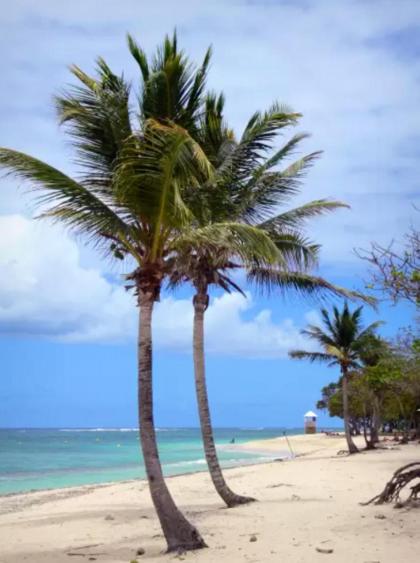 Bungalow d'une chambre avec jardin amenage et wifi a Le Moule - image 15